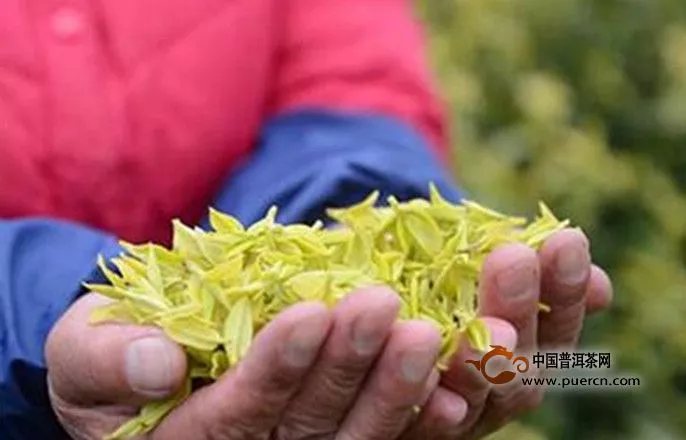 莫干黄芽的历史