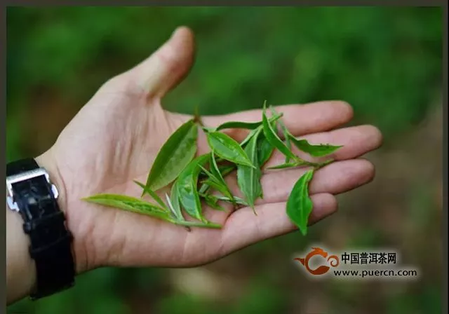 3分鐘學(xué)會(huì)辨別紅茶和普洱茶的方法