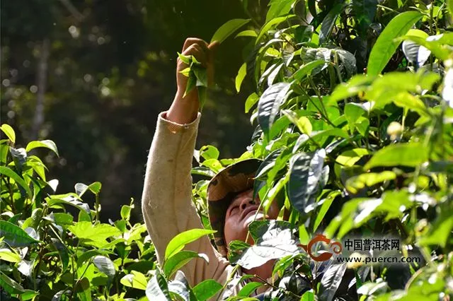 中茶歲月臻品｜一場(chǎng)等待多年的邂逅，陳韻十足