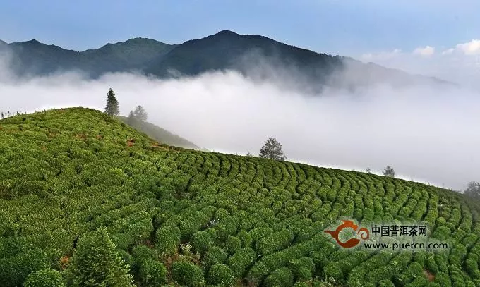 武当道茶是什么茶