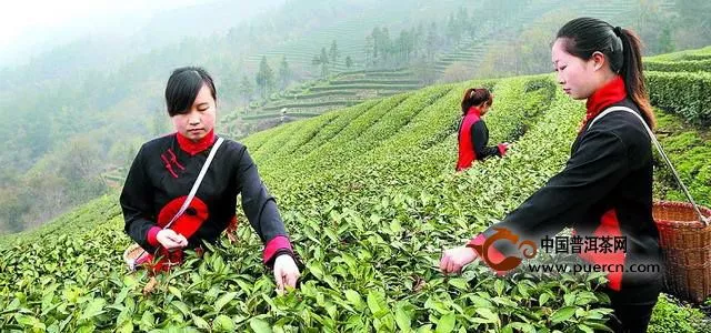 武当道茶是什么茶