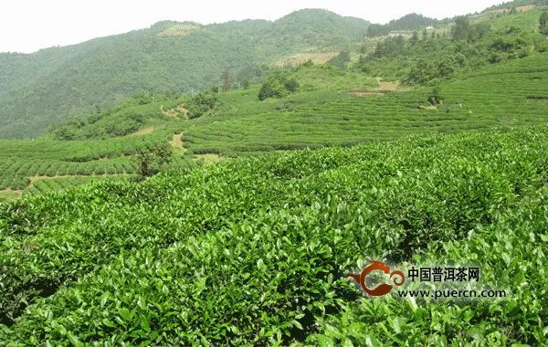 武当道茶绿茶加工工艺