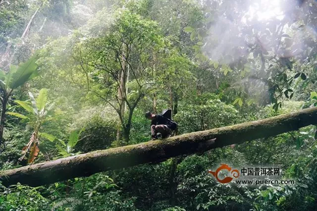 年度重磅！摔了前半生最多的跤，小黑白沙河森林歷險(xiǎn)記｜黑話118