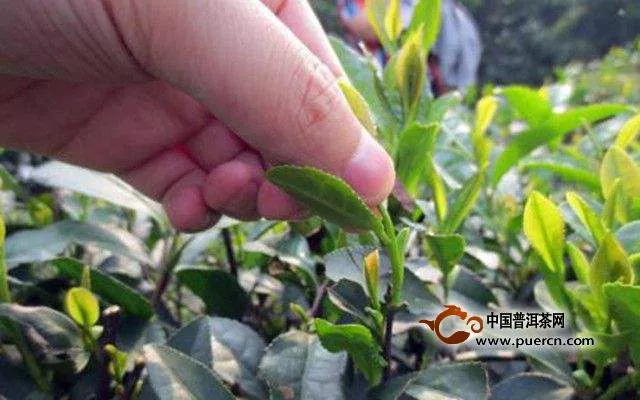 青岩茗翠属于什么茶