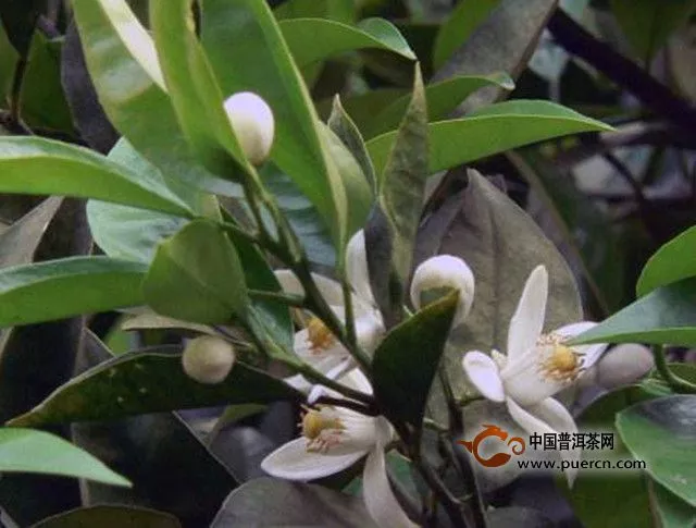 玳玳花茶的品质特点