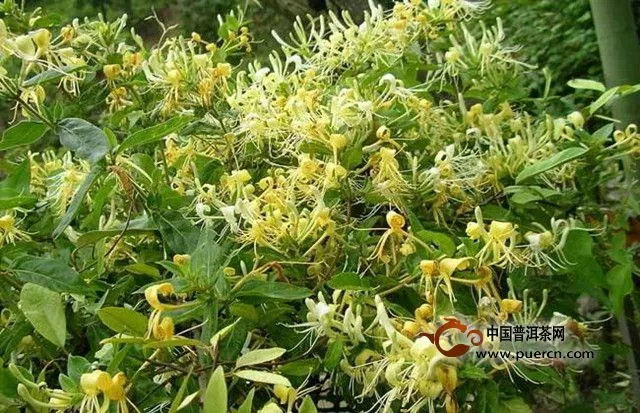 金銀花茶產(chǎn)地是哪里