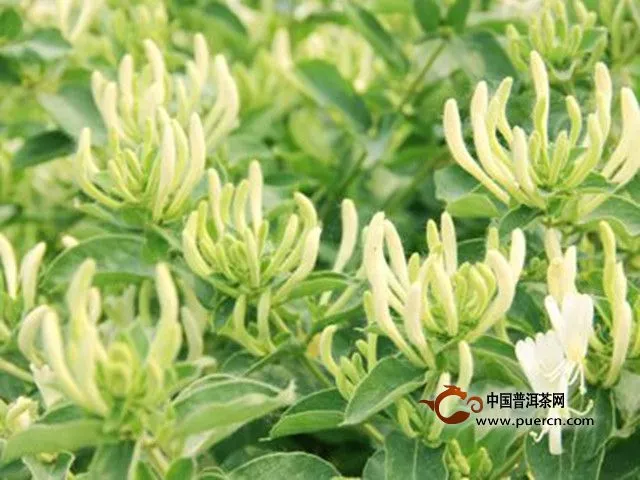 金銀花茶產(chǎn)地是哪里