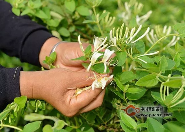 金银花茶什么时候采摘