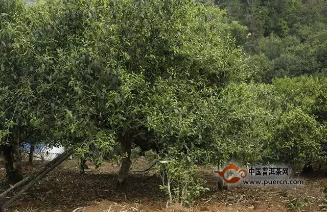 普洱三大掌門，首次合作，福祿壽聯(lián)名紀(jì)念茶震撼上市！