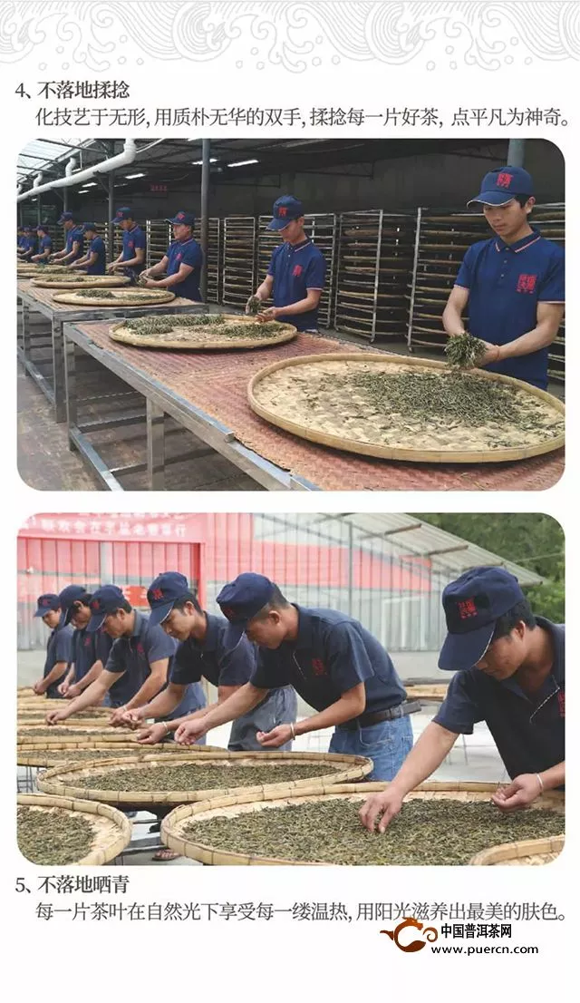 陈升学堂｜第67期：十三张图，看懂陈升号大树茶的生产流程
