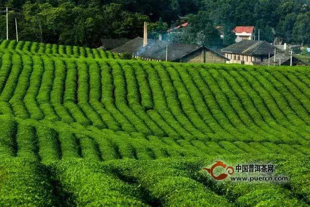 贵州十大名茶