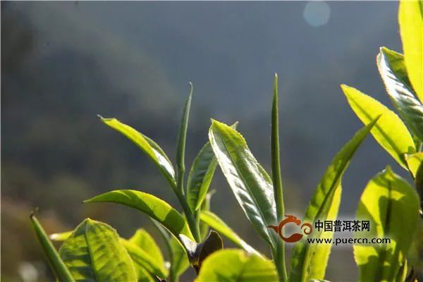 绿剑茶的发展历史