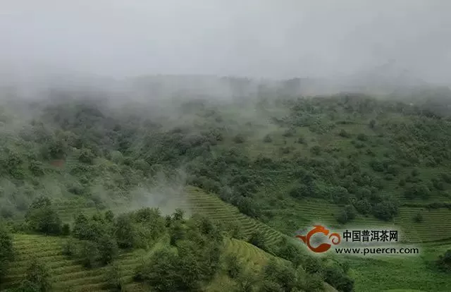 高山茶一定比平地茶好嗎？