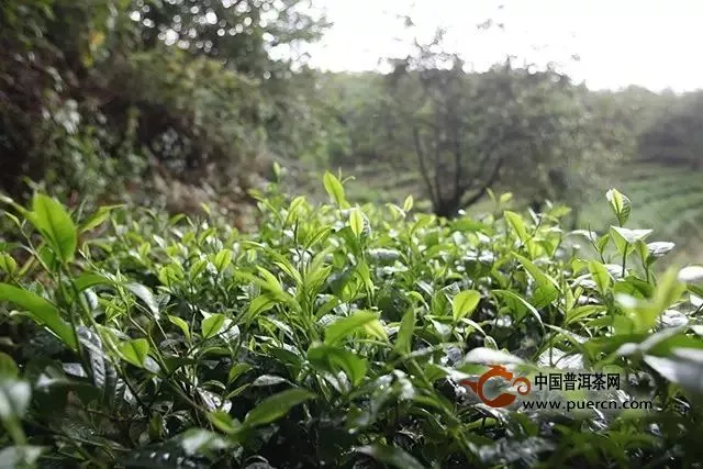 高山茶一定比平地茶好嗎？