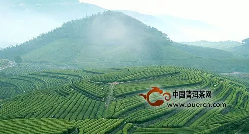 高山茶一定比平地茶好吗？