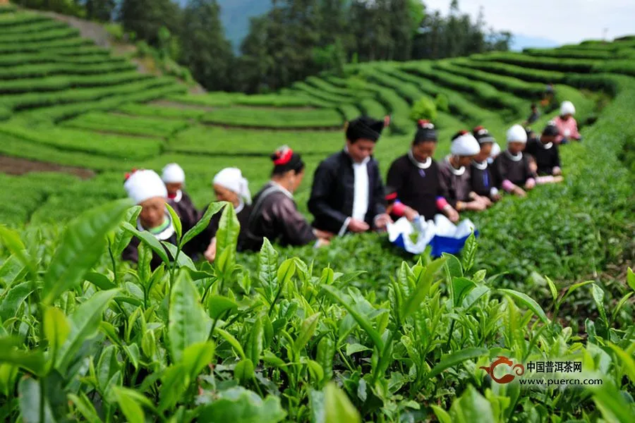 中国茶到底有多少种？来看看别说喝全茶名就记不完！