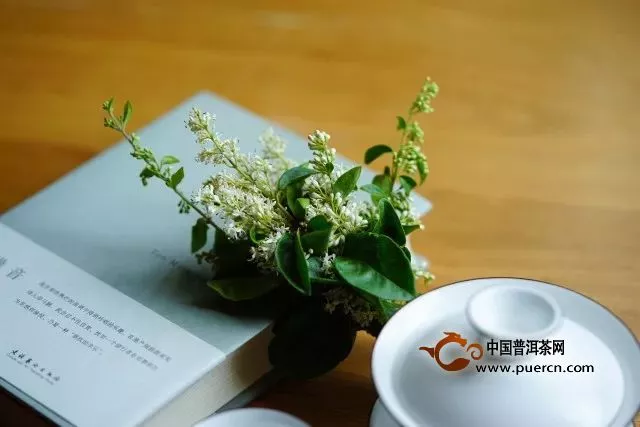 你不知道的普洱茶“體感”！