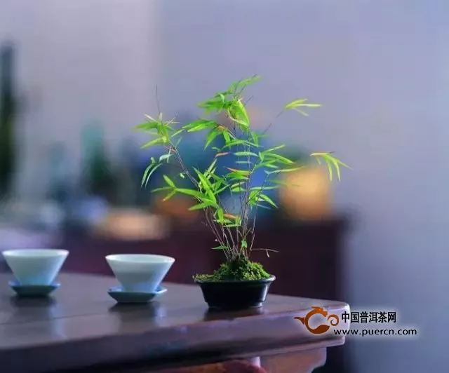 你不知道的普洱茶“體感”！