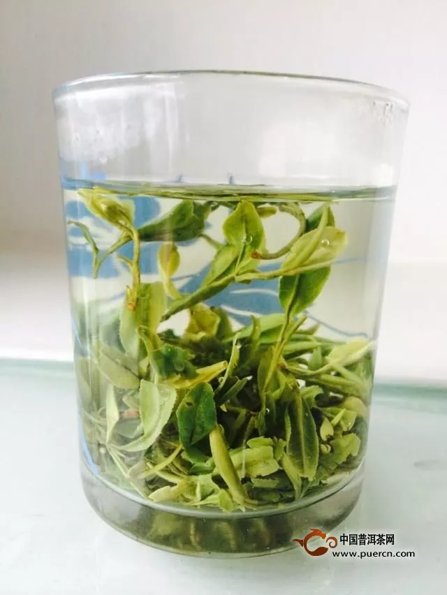 屯溪綠茶屬于什么茶