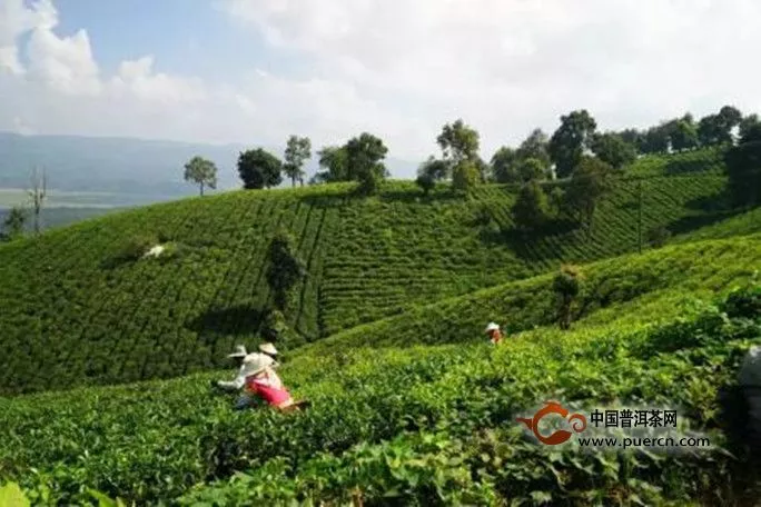 荔枝红茶的原产地