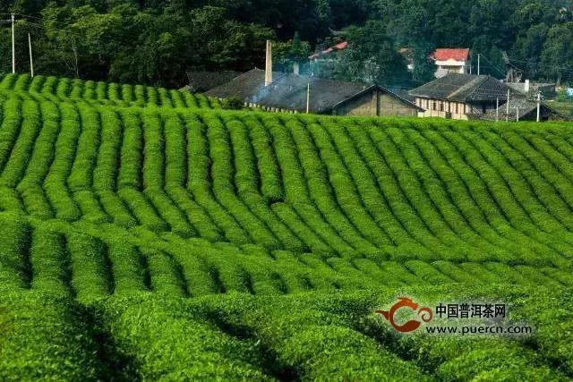 屯溪绿茶产地环境
