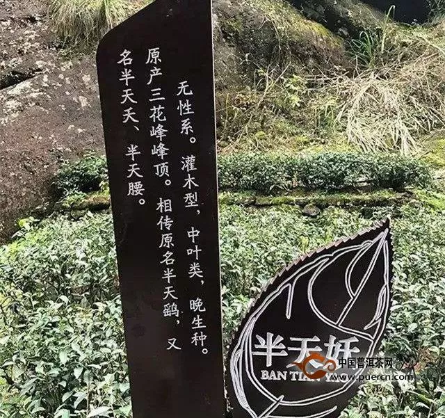 半天腰是什么茶