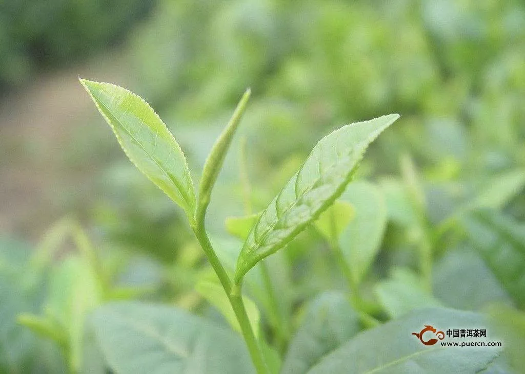 屯溪綠茶