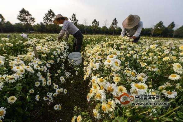 杭菊和杭白菊一樣嗎