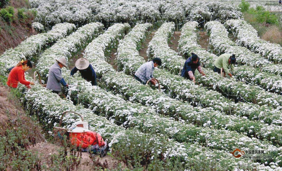 黃山貢菊種植技術(shù)