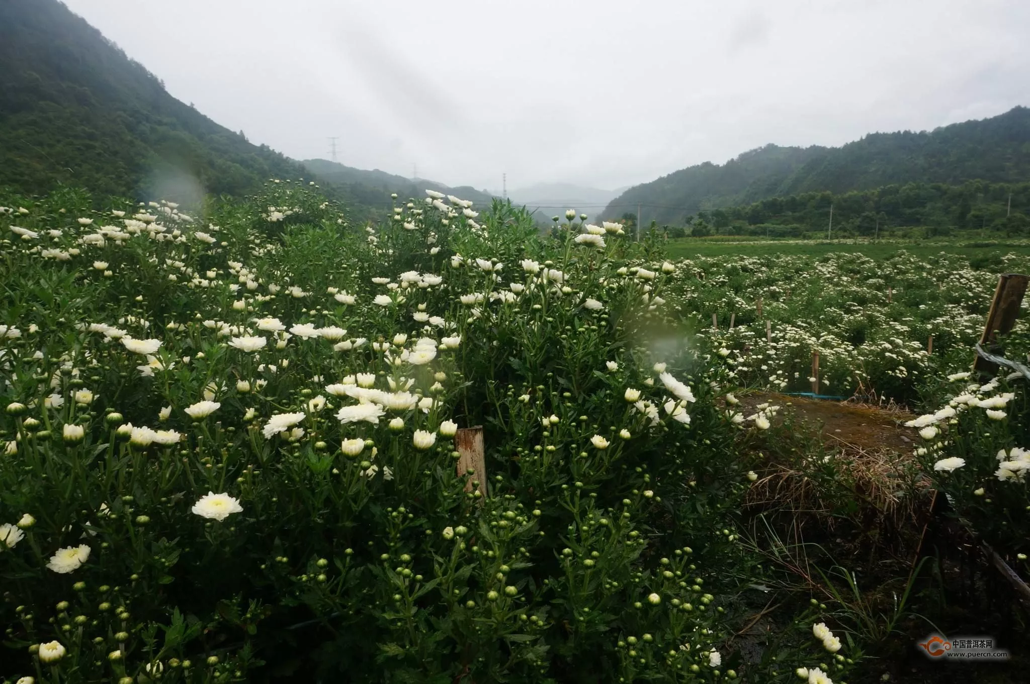 黃山貢菊種植技術(shù)