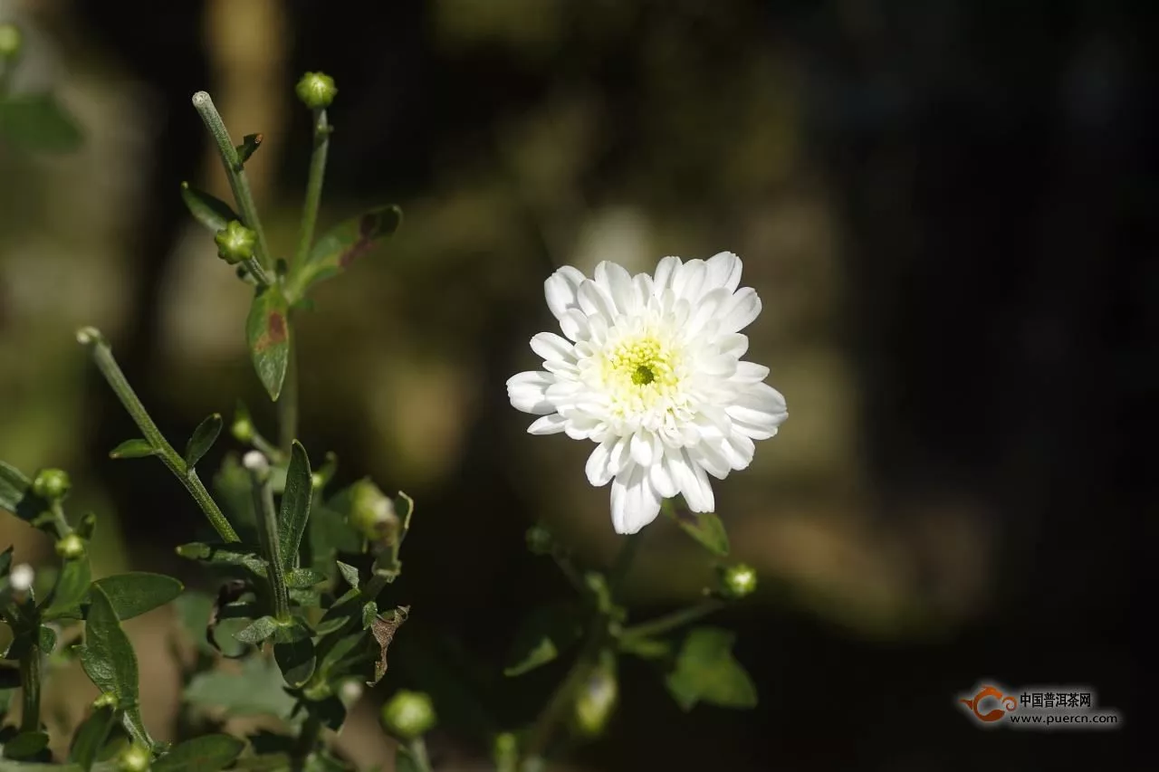 黃山貢菊種植技術(shù)