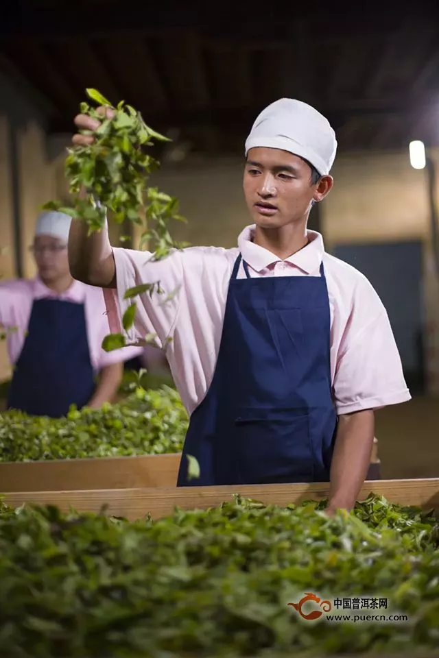 7542获云南“十大名茶”第一名，勐海茶厂获云南绿色食品企业10强