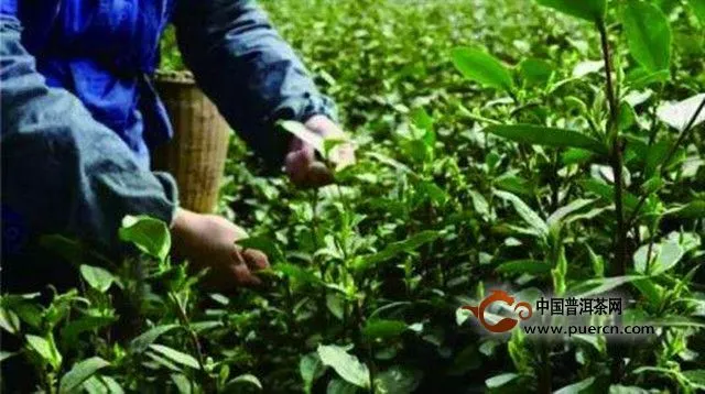 合箩茶生产历史
