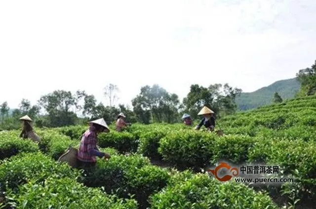 诏安八仙茶发展历史