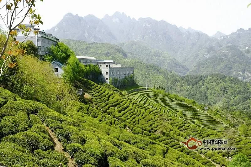 邓村绿茶历史渊源