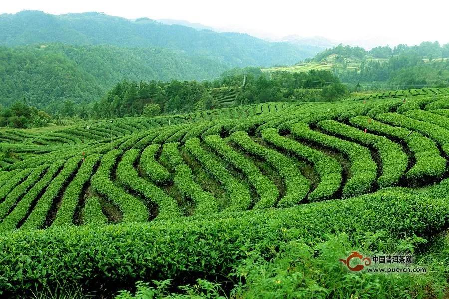 邓村绿茶产地环境