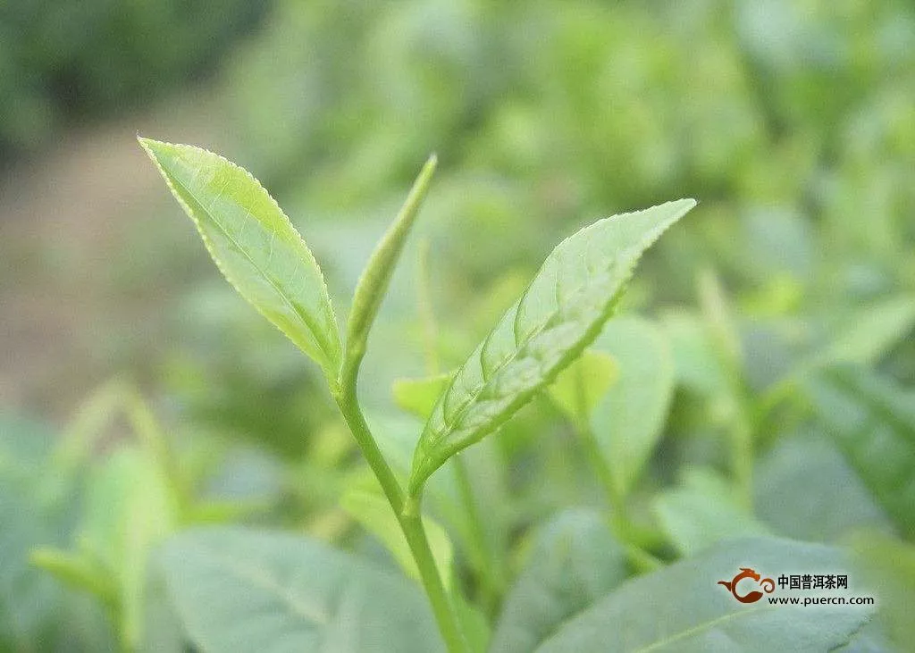 邓村绿茶产地环境