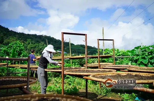 是什么工藝讓普洱茶越陳越香？｜普洱三分鐘32