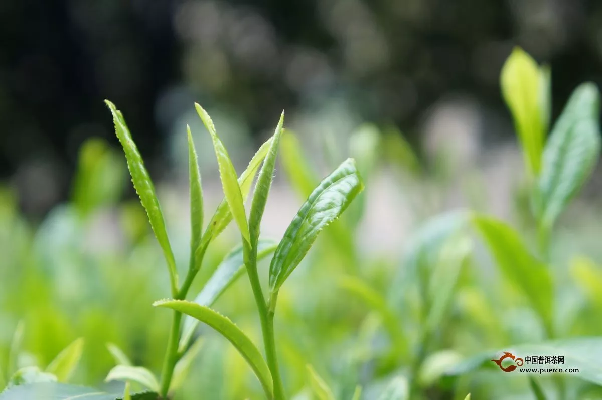 福鼎白茶哪里產(chǎn)區(qū)比較好