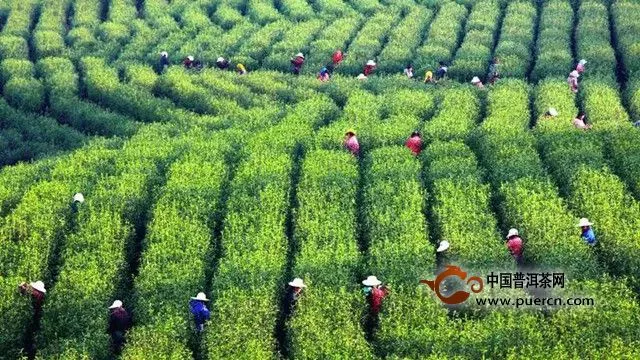 望海茶发展史