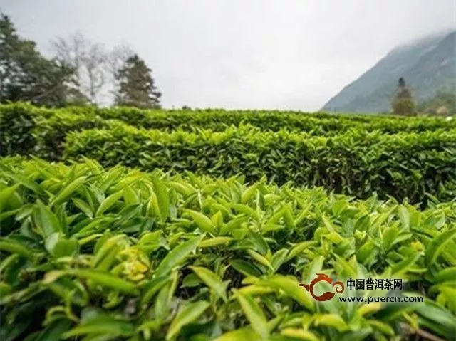 狗牯腦茶產(chǎn)地