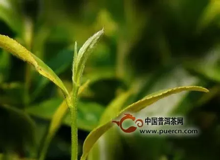 到底什么才是正宗的福鼎白茶？|詳解福鼎白茶