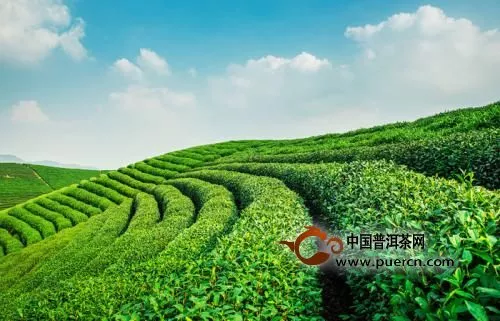 渠江黑茶薄片故事傳說(shuō)