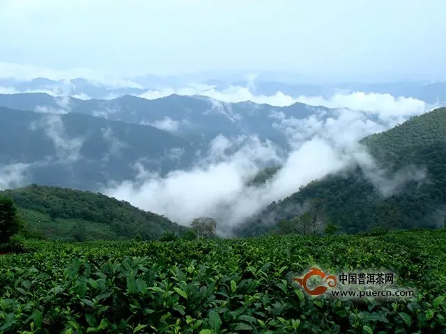 云南普洱茶集团板山基地