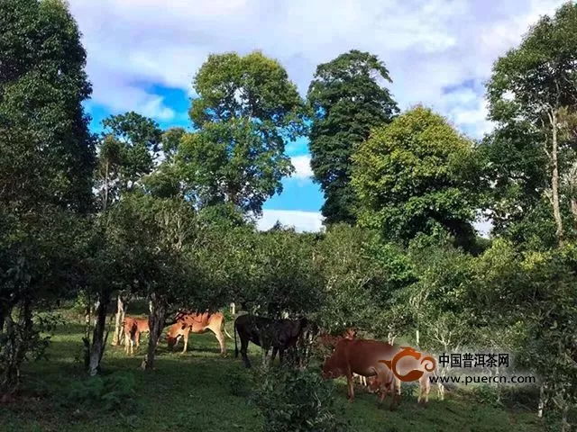 賀開茶山博物館首屆親子茶山游學(xué)