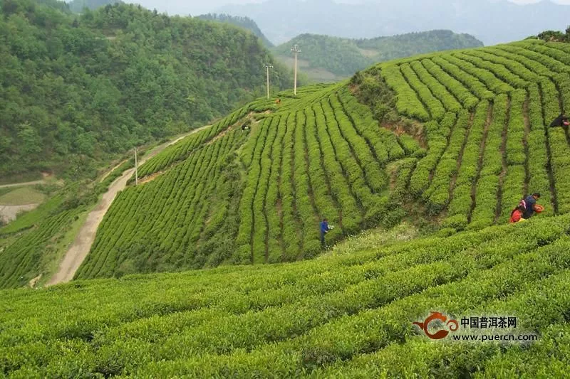 頂谷大方屬于什么茶類