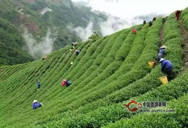 台湾大禹岭茶属于什么茶