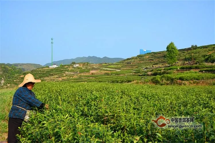 岳西翠尖是什么茶