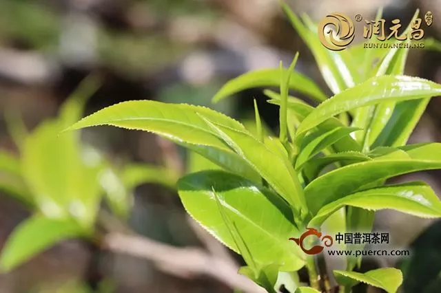 润元昌林哥｜第1期：纵观润元昌生肖茶发展史，我们为什么要收藏生肖茶？