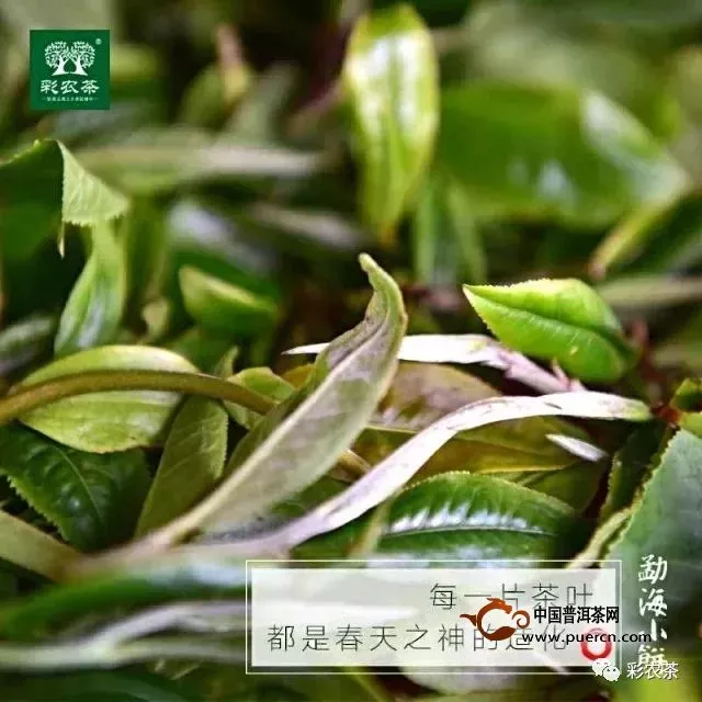 勐海方砖｜彩农茶2019首款贺春茶品开始优惠预订